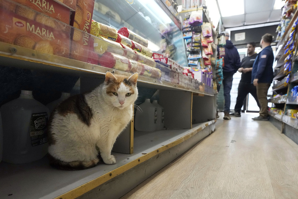 Bodega cats make New Yorkers’ hearts purr, even if they violate state regulations