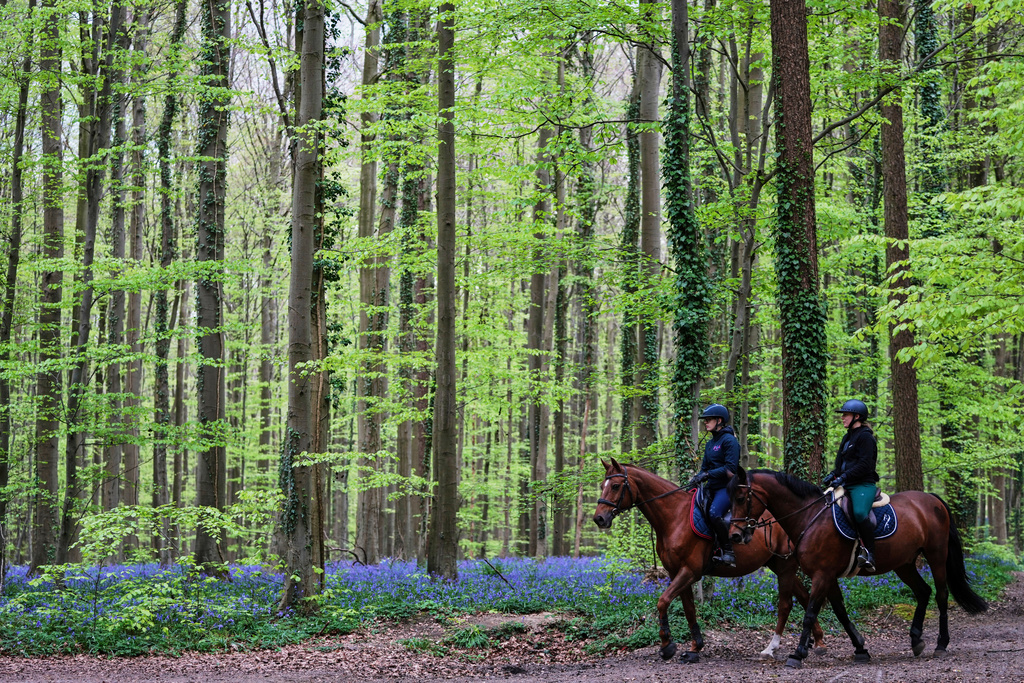 Bluebells and other spring flowers can be nature’s antidote to stressful times Bluebells and other spring flowers can be nature’s antidote to stressful times