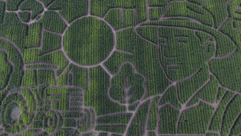 Giant Northern California corn maze lets visitors enjoy getting lost