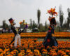 Catrina sculptures stand in a field of cempasuchil flowers in San Luis Tlaxialtemalco on the outskirts of Mexico City, Friday, Oct. 17, 2025. (AP Photo/Claudia Rosel)