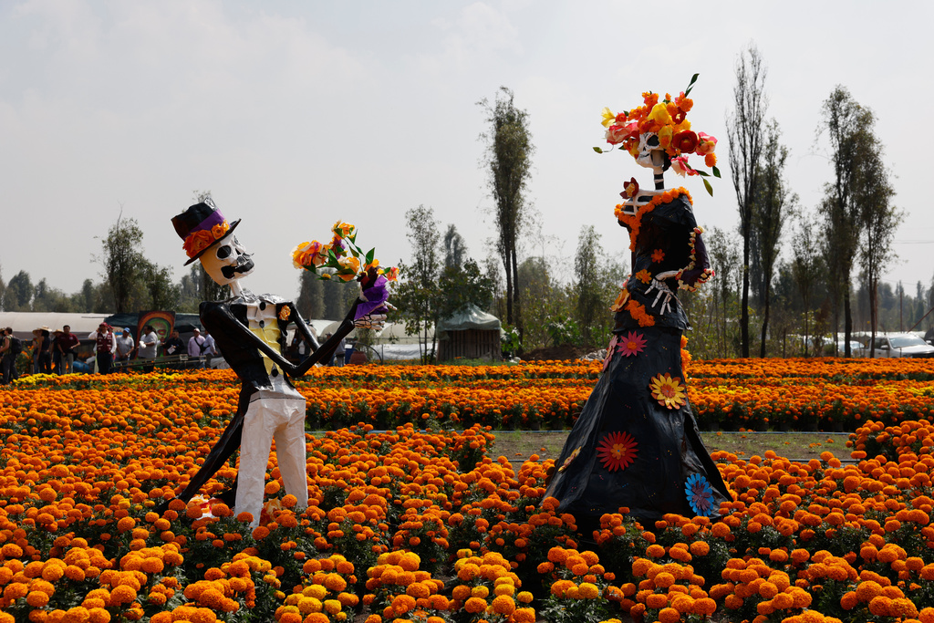 This orange flower cloaks Mexico during Day of the Dead. Climate change is putting it at risk This orange flower cloaks Mexico during Day of the Dead. Climate change is putting it at risk