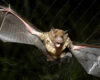 FILE - A vampire bat is caught in a net in Aracy, in the northeast Amazon state of Para, Brazil, on Thursday, Dec. 1, 2005. (AP Photo/Mario Quadros, File)