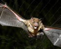 FILE - A vampire bat is caught in a net in Aracy, in the northeast Amazon state of Para, Brazil, on Thursday, Dec. 1, 2005. (AP Photo/Mario Quadros, File)