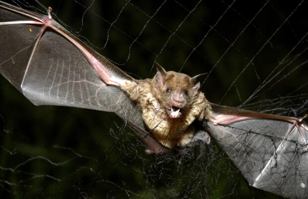 How tiny drones inspired by bats could save lives in dark and stormy conditions