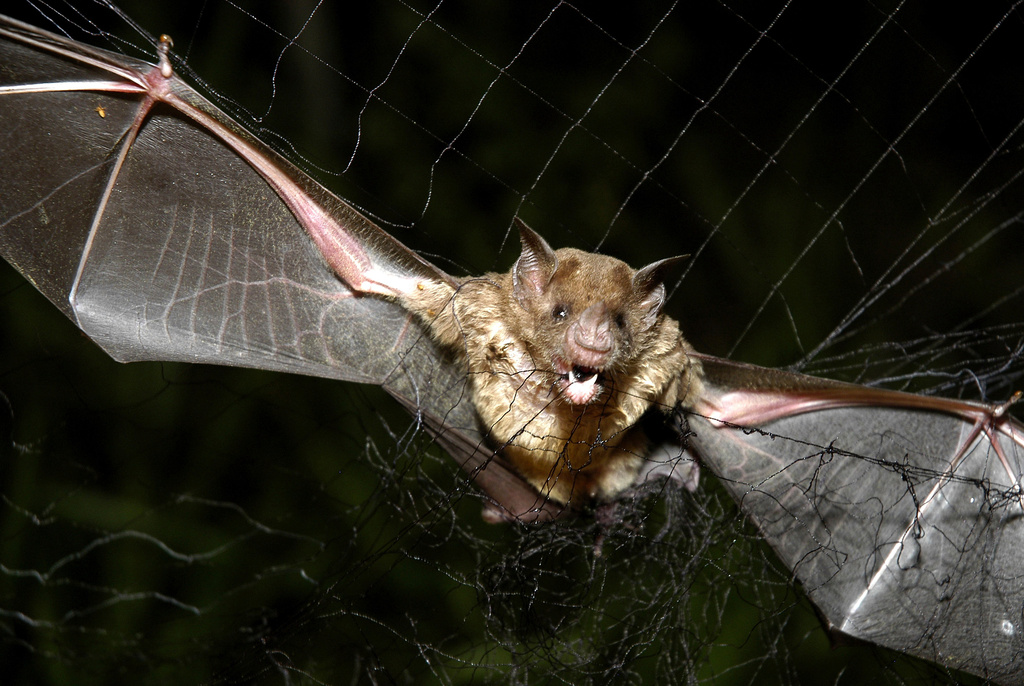 How tiny drones inspired by bats could save lives in dark and stormy conditions How tiny drones inspired by bats could save lives in dark and stormy conditions