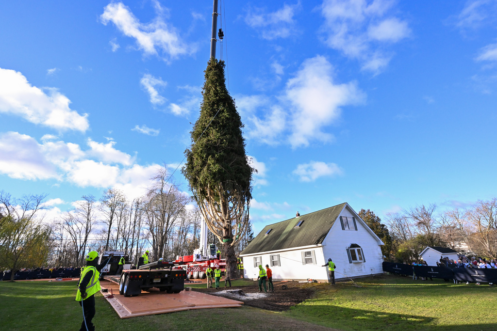 Rockefeller Christmas tree is harvested from upstate New York and begins trek to Manhattan Rockefeller Christmas tree is harvested from upstate New York and begins trek to Manhattan