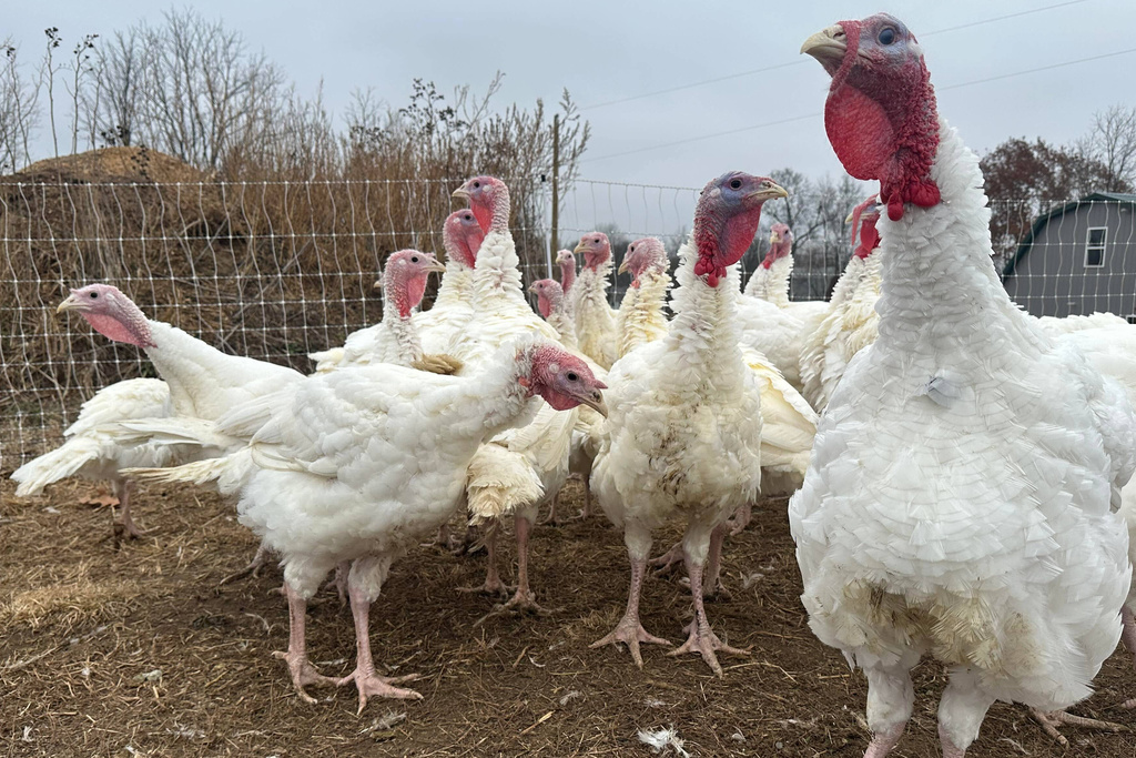 Stores keep prices down in a tough year for turkeys. Other Thanksgiving foods may cost more