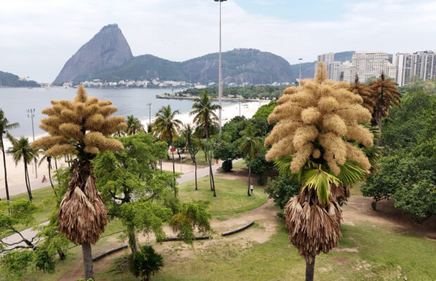 Decades-old palm trees in Rio de Janeiro flower for the first — and only — time