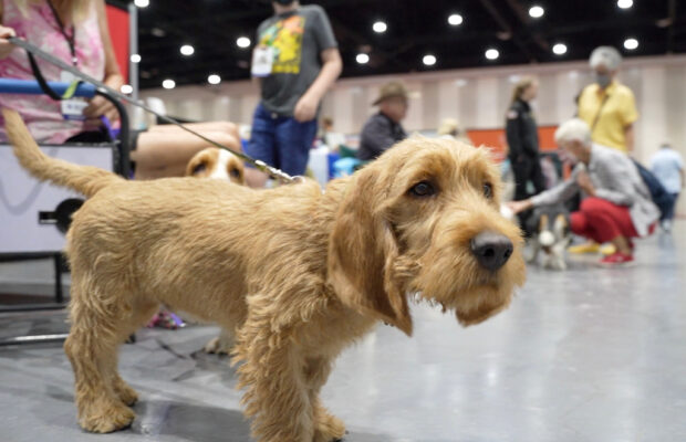 Unleash the hounds! And terriers and lapdogs. The American Kennel Club adds 3 breeds