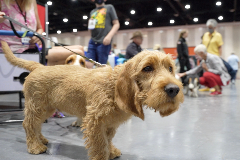 Unleash the hounds! And terriers and lapdogs. The American Kennel Club adds 3 breeds