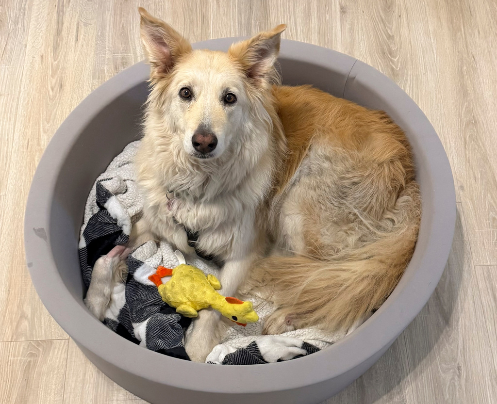 Rescuers use drone technology to find dog that escaped along New Jersey Turnpike Rescuers use drone technology to find dog that escaped along New Jersey Turnpike