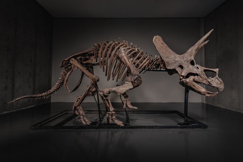 Triceratops skeleton ‘Trey’ to hit the auction block as dinosaur market soars Triceratops skeleton ‘Trey’ to hit the auction block as dinosaur market soars