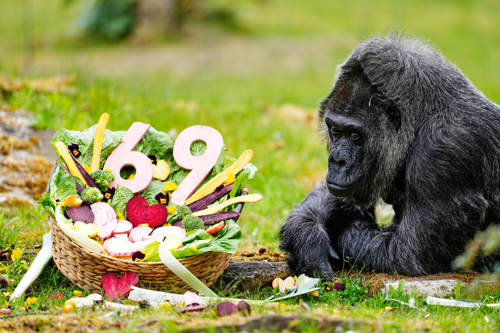Happy 69th birthday to Fatou, the world’s oldest gorilla living in captivity