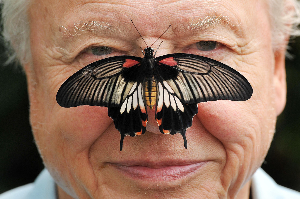 David Attenborough, the excited but hushed voice of nature programs, turns 100
