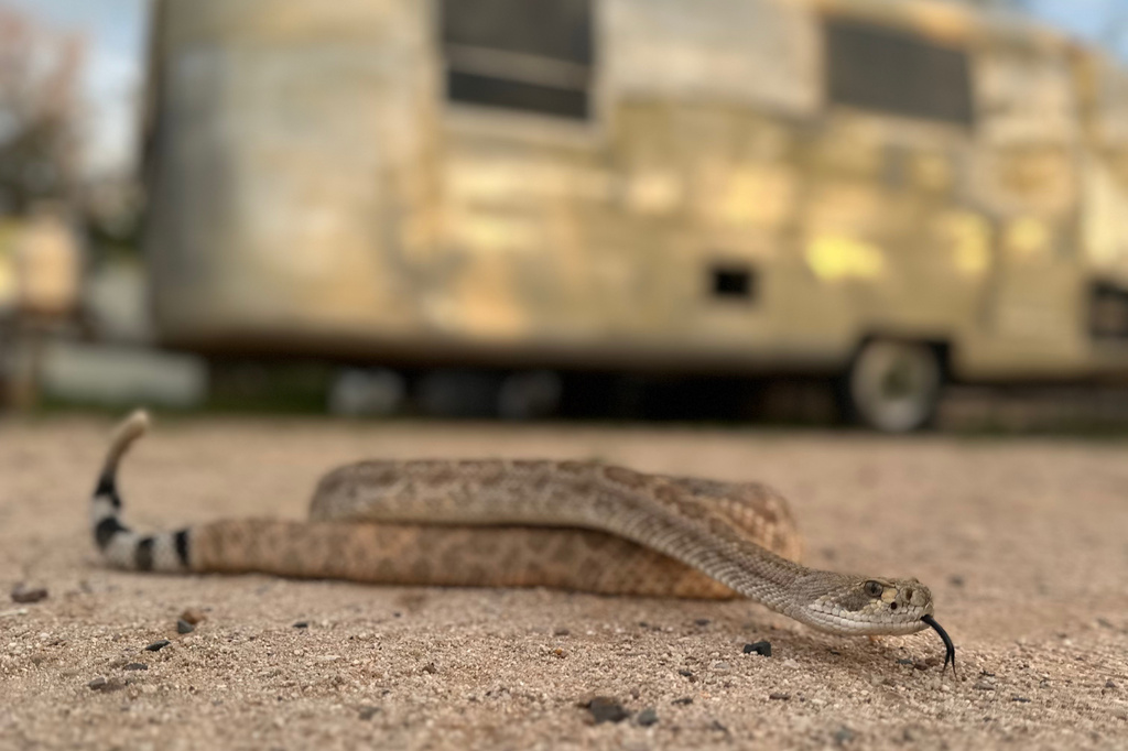 Leave it: Dog trainers help pets avoid venomous snakes Leave it: Dog trainers help pets avoid venomous snakes