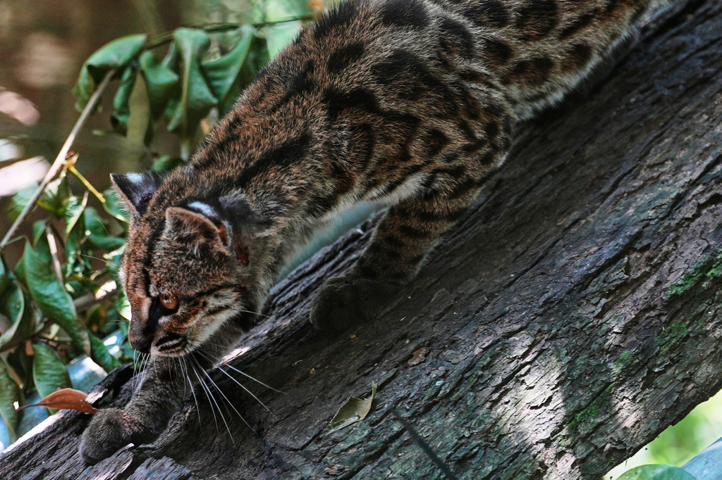 Tiny wild cat newly identified as a species draws curious visitors in Bolivia